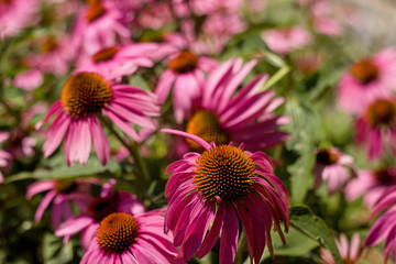 Blooming beautiful Echinacea Purpurea or coneflower in garden.