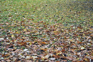 A carpet of red maple leaves in autumn Park on a background of subtle ray of sunshine.Fallen yellow, red, green, Burgundy, autumn leaves littered the ground