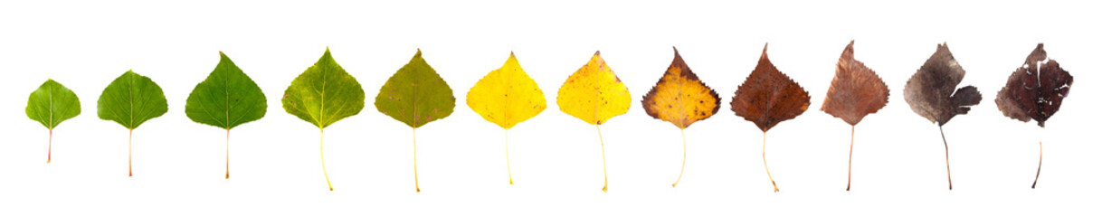 The concept of the biological life cycle. Row of leaves from green to rotten on a white background