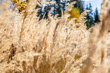 Obraz premium Yellow autumnal grass in the Renon/Ritten forest, Alto Adige/South Tyrol, Italy
