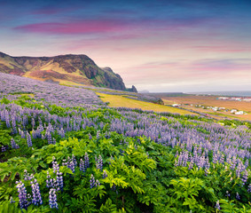 Obraz premium Picturesque summer landscape on the south coast of Iceland