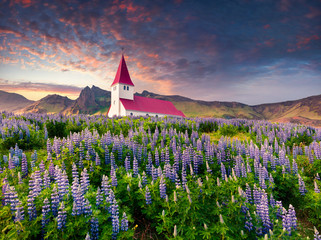 Vik i Myrdal Church surrounded by blooming lupine flowers in Vik village.