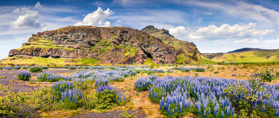 Typical Icelandic panorama with field of blooming lupine flowers in the June.