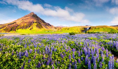 Blooming lupine flowers near amazing Skogafoss waterfall in south Iceland, Europe.