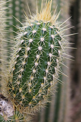 Cactus Echinopsis angelesiae