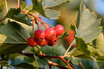 the branch of hawthorn berries growing in the wild on a tree