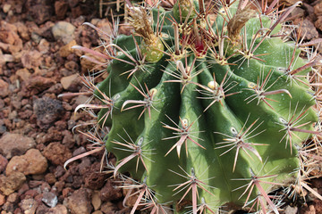 Naklejka na ściany i meble Cactus ferocactus pilosus 