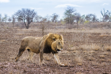 Obraz na płótnie Canvas African lion in Kruger National park, South Africa