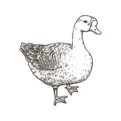 Hand drawn vector illustration of goose.