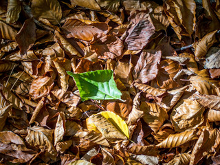 Herbstliche Blätter am Baum