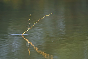 Solitary