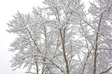 Tree branches covered by snow