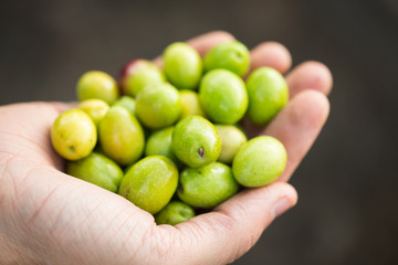 Olive pugliesi in mano