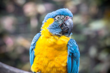 Blue and Yellow Macaw