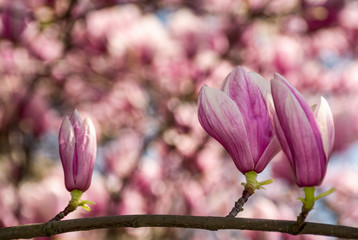 beautiful spring background with magnolia flowers. pink tender buds on branches