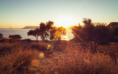 Olivenbäume im Licht der untergehenden Sonne