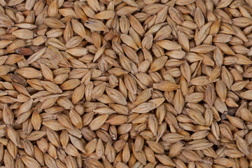 Barley beans. Grains of malt close-up. Barley on sacking background. Food and agriculture concept.