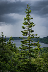 Tree at the Summit Closeup, Acadia