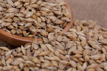 Barley beans. Grains of malt close-up. Barley on sacking background. Food and agriculture concept.