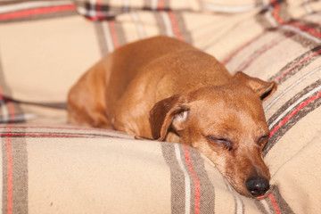 Brown small dachshund lying on the sofa