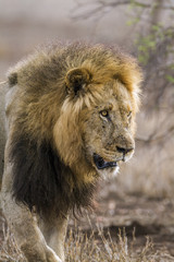 African lion in Kruger National park, South Africa