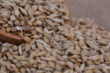 Barley beans. Grains of malt close-up. Barley on sacking background. Food and agriculture concept.