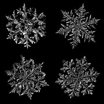 Four white snowflakes on black background. Illustration based on photos of real snow crystals: big stellar dendrites with complex, elegant shapes, fine hexagonal symmetry and long, ornate arms.