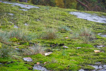 Green Moss and Autumn Grass with Water Drops on Rock