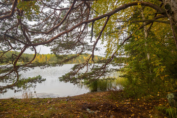 Yellow Green Autumn Forest through Pine Branches near Lake Backdrop Background