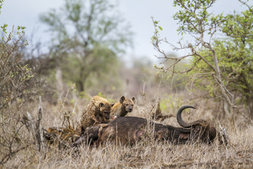 Spotted hyaena in Kruger National park, South Africa