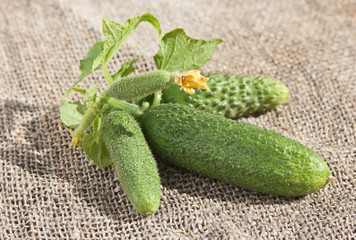 ripe cucumber in garden