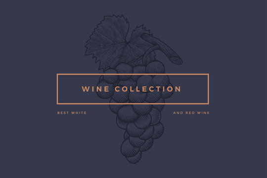 Fototapeta Logo template for design of wine card, booklet, menu for restaurant or bar with inscription "Wine collection: Best red and white wines". Bunch of grapes on dark blue background. Vector illustration.