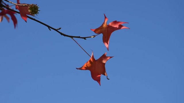 Branches of Americain Sweetgum in autumn