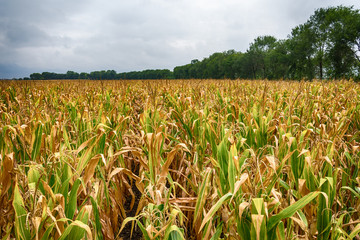 a beautiful field of corn and a crazy sky © nedomacki
