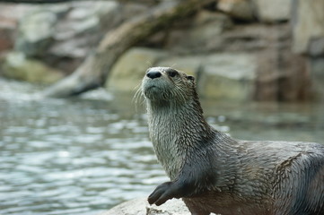 You Otter Know