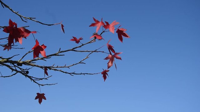 Branches of Americain Sweetgum in autumn