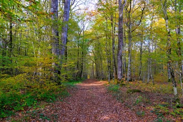 Obraz premium Forêt en automne