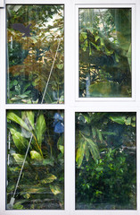 Greenhouse window with exotic plants in palm house