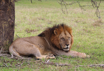 Löwe in Afrika