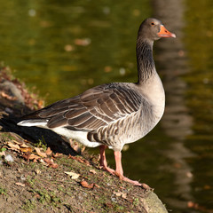 portrait of a wild goose on a lake 