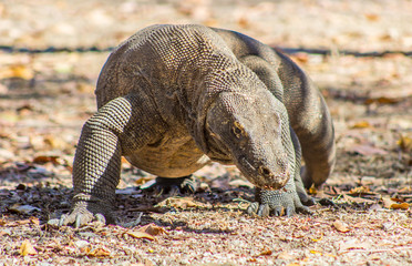 Obraz premium Komodo Dragon on Comodo Island, Indonesia