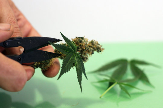 Cortar marihuana