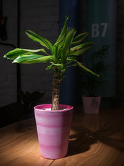 Potted plant on the table