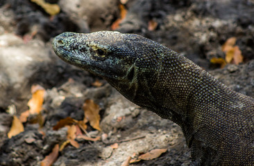 Komodo Dragon on Comodo Island, Indonesia