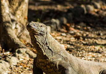 Komodo Dragon on Comodo Island, Indonesia