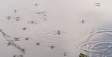 Gerridae on the water surface