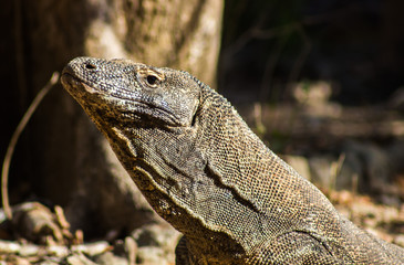 Komodo Dragon on Comodo Island, Indonesia