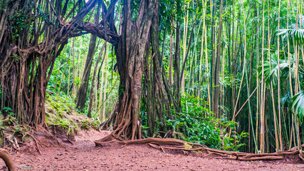 The Arch of Manoa