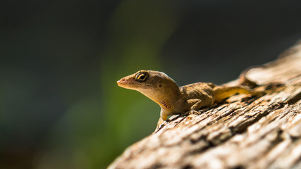 Steve the Lizard
