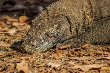 Obraz premium Komodo Dragon on Comodo Island, Indonesia
